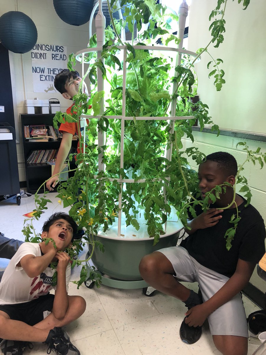 klr_regan's tweet photo. Attack of the Tower Garden! My kiddos can’t eat the lettuce fast enough and the cucumbers &amp; tomato vines are about to take over! 🥒🍅🥗 #oneCCPS #ScienceinRealLife #WeRunAsOne https://t.co/898OxGFRdO