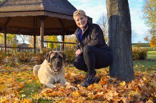 victoria stilwell dog harness