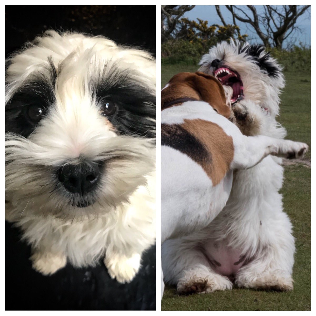 Derren Brown on Twitter "Your dog’s so cute. Right.…