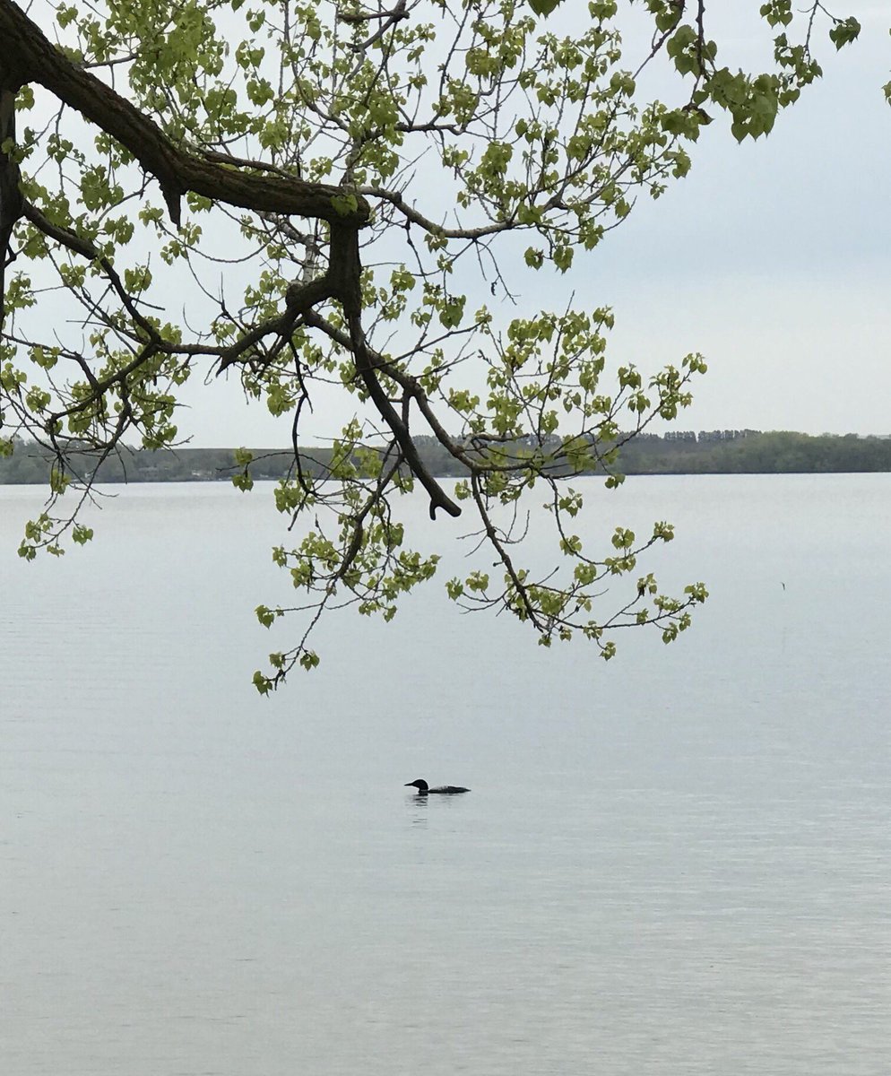 BonnieBeachMN's tweet photo. We are looney over Loons. #commonloon #OnlyinMn https://t.co/PrqtFvJchO