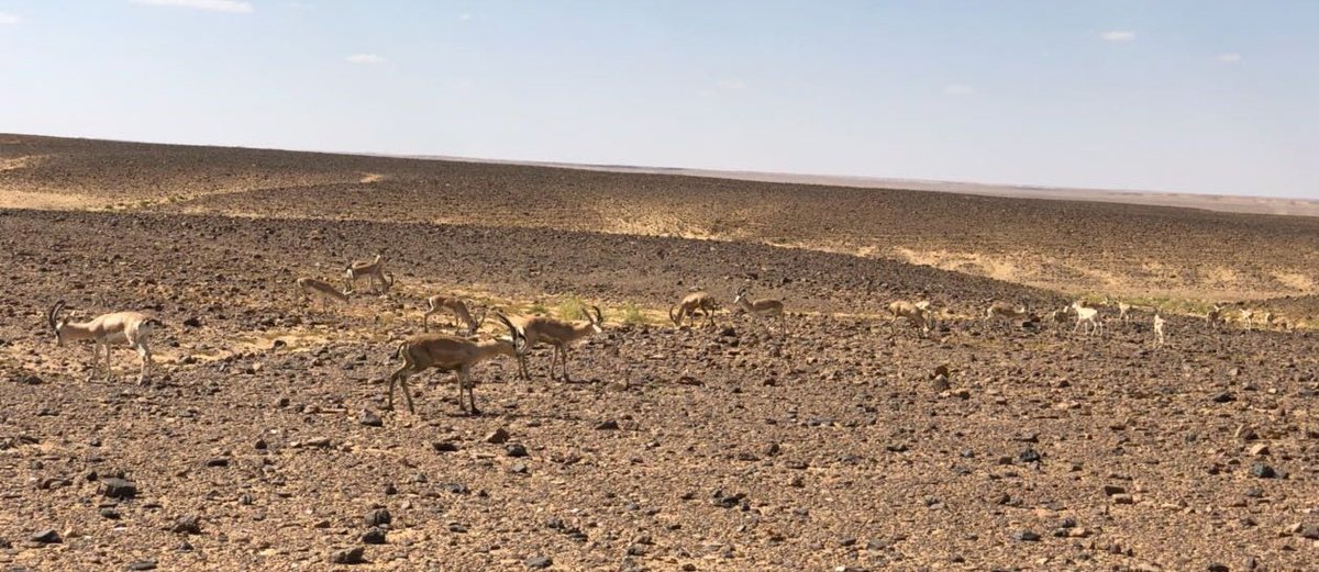 الكل شاهد عملية الإطلاق في محمية الخنفه
هم أطلقوها وتعهدوا حمايتها
هنا دورأهالي منطقةتبوك كافة
في نشرثقافة البيئةوالحفاظ على ثرواتها
في الابلاغ عن اي شخص مخالف
هي ملك الجميع وليست ملك طائش ينهيها برصاصة واحدة
تعاوننا وتكاتفنا مع منسوبي المحميةيحقق النجاح واعادةبيئتنا لسابق عهدها