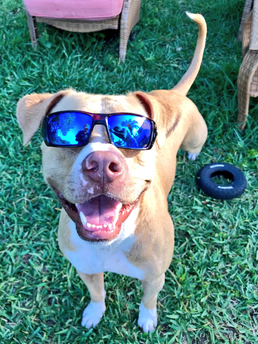 justineebeann's tweet photo. #DontBullyMyBreed #savethepits https://t.co/MQropdIRzw