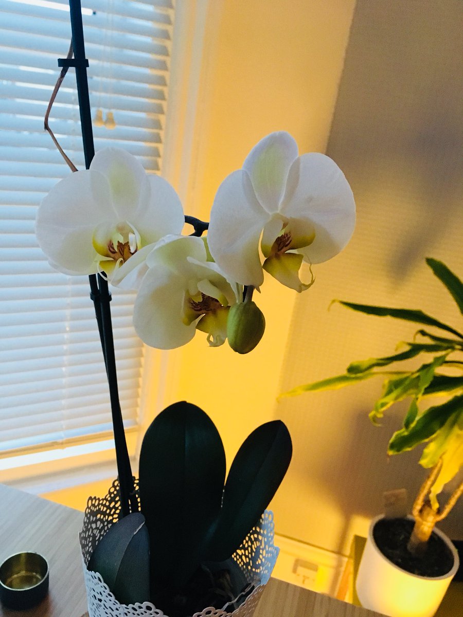 Plump_Design's tweet image. Glad to see this beauty in bloom again! Thought I drowned it! #Gorgeous #orchid #interior @IKEAUK plants are hardy!