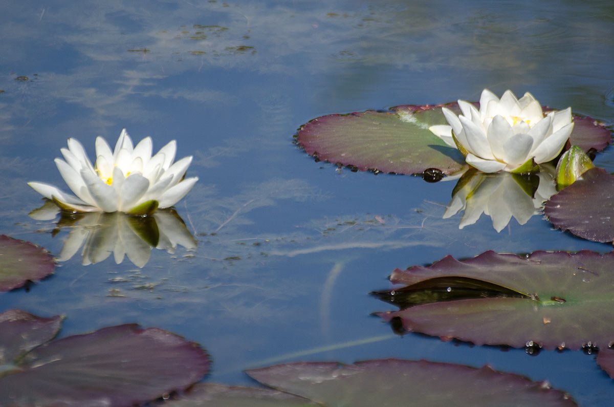 BennettsWG's tweet photo. Evening #DorsetHour, our waterlilies usually start flowering during #chelseaflowershow week, but with all this sunshine many have started early! #waterlilies #flowers #ponds #gardens #weymouth https://t.co/JnAPAVKmog