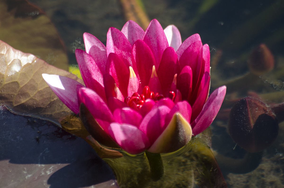 BennettsWG's tweet photo. Evening #DorsetHour, our waterlilies usually start flowering during #chelseaflowershow week, but with all this sunshine many have started early! #waterlilies #flowers #ponds #gardens #weymouth https://t.co/JnAPAVKmog