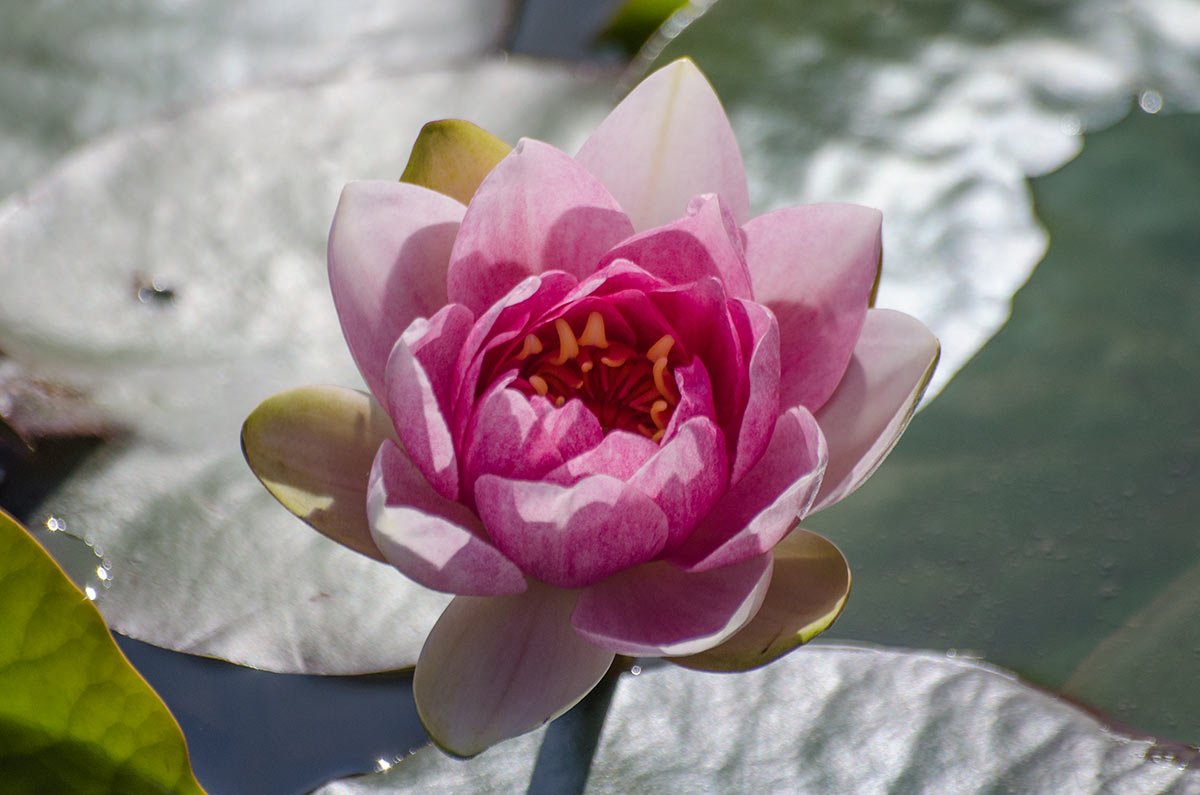 BennettsWG's tweet photo. Evening #DorsetHour, our waterlilies usually start flowering during #chelseaflowershow week, but with all this sunshine many have started early! #waterlilies #flowers #ponds #gardens #weymouth https://t.co/JnAPAVKmog