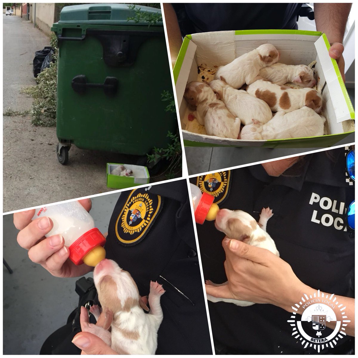 PoliciaBetera's tweet photo. Este matí, alertats per un veí, hem rescatat a sis cadellets abandonats en una caixa de cartó al costat d’un contenidor …. els hem alimentant fins que s’han fet càrrec d’ells membres de l’associació Huellas Amigas. https://t.co/hBUBQbvvua