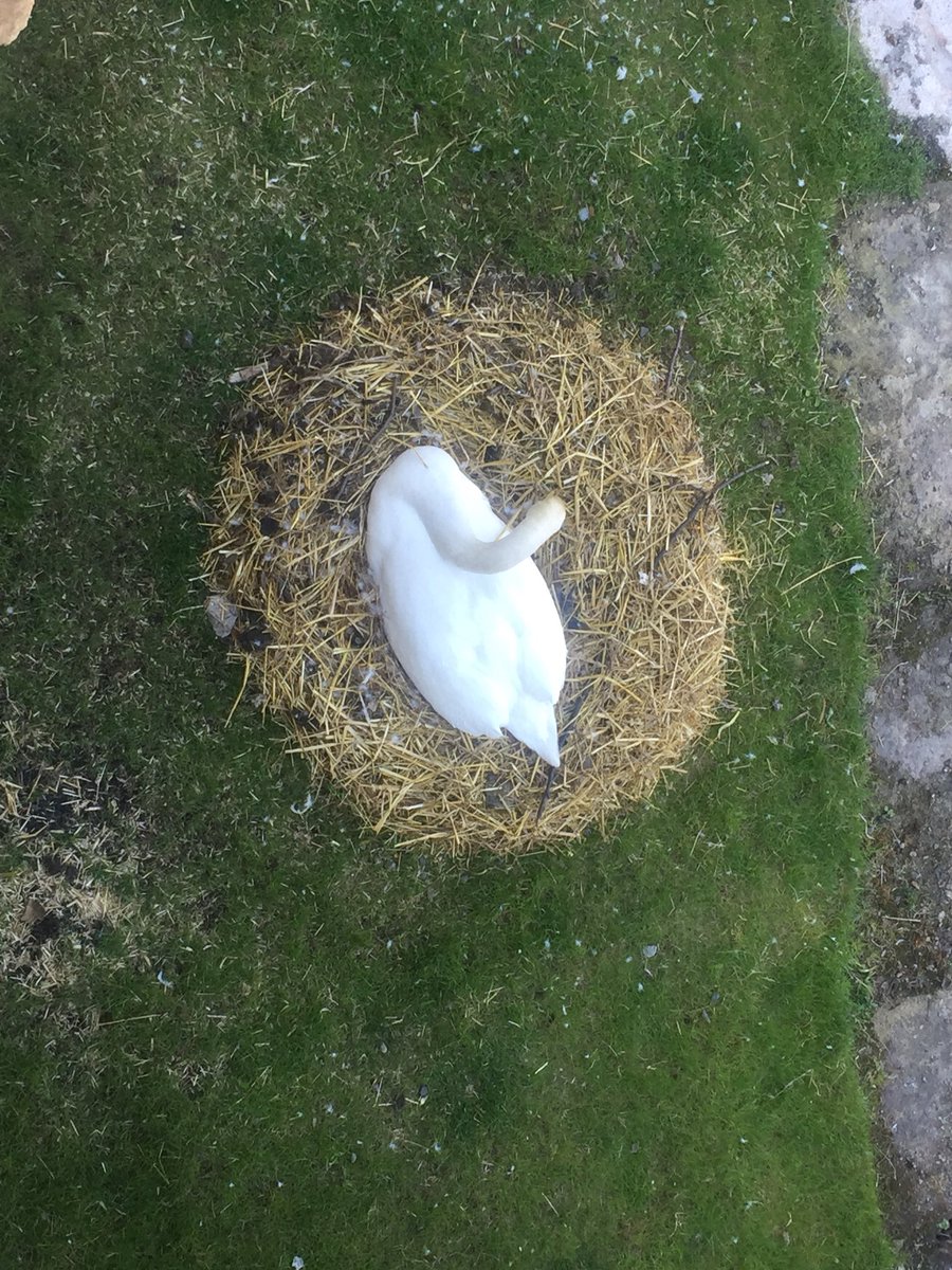 MaryjaneFurniss's tweet photo. So @SwanwatchUk no cygnets yet at #ellandbridge #calderandhebble canal #thepennines
Mum still nesting & Dad anxious, snapping & shouting at passersby on towpath, so wonβt be long... https://t.co/VDkYGe2hDY