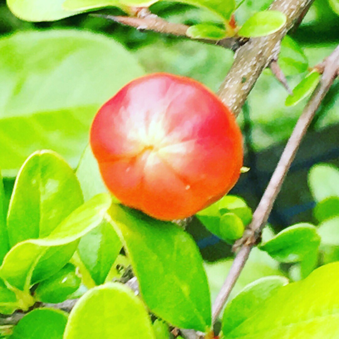 mometm's tweet photo. Ça pousse #TheGarden3🌱 #Printemps18 🍐🍒... https://t.co/xiLkvEEtlC