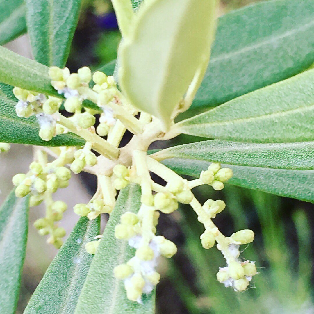 mometm's tweet photo. Ça pousse #TheGarden3🌱 #Printemps18 🍐🍒... https://t.co/xiLkvEEtlC
