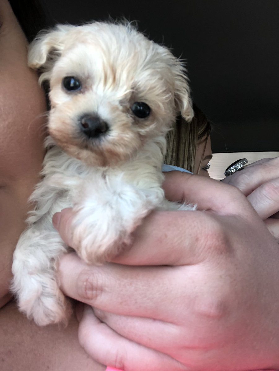 abbygentry32's tweet photo. just slightly obsessed w my new baby💓 https://t.co/HXRfFAuOq6