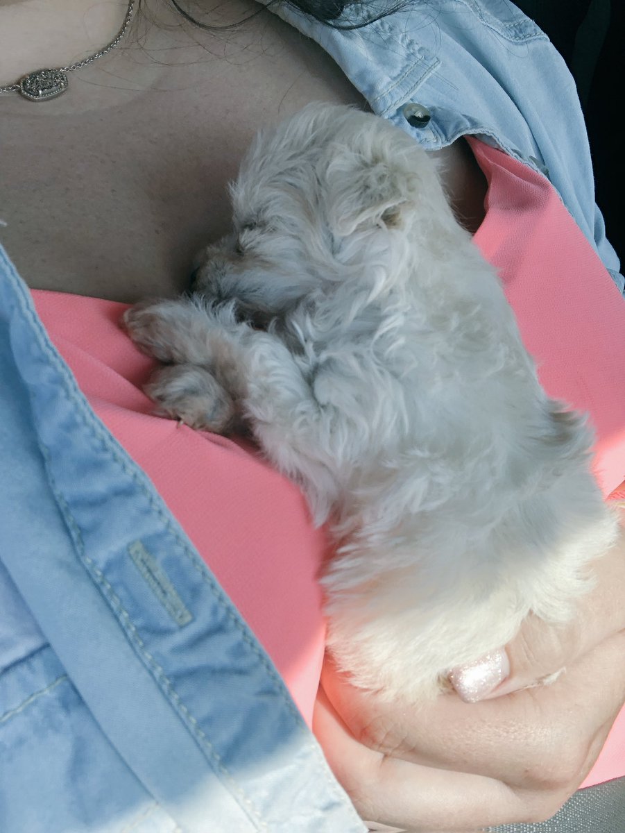 abbygentry32's tweet photo. just slightly obsessed w my new baby💓 https://t.co/HXRfFAuOq6