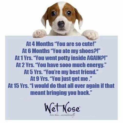 OscartheDog_ARM's tweet image. #BarkoftheDay At 4 months “You are so cute”… At 15 Yrs. “I would do that all over again if that meant bring you back.”  #WetNose