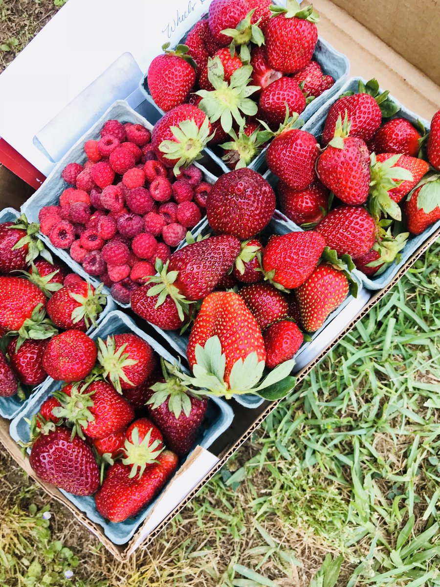greenthumbcats's tweet photo. Strawberry picking!!!! https://t.co/LNqh2vhY6J