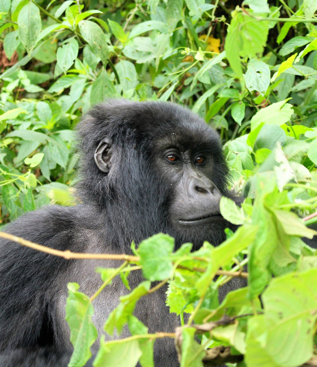 Alle toerisme naar Virunga National Park (Congo) voorlopig opgeschort... (@ TravelLikeAPro) travellikeapro.be/toerisme-naar-…