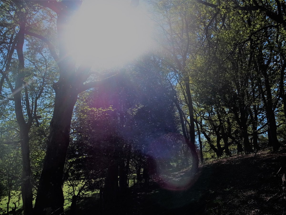 blackgull's tweet photo. Say no to doomsayer social media. Head outdoors. Head up! Air's thick with insects. #ConservOptimism future's brighter than we are led to believe @Gapminder https://t.co/mPk7ZX9NKc