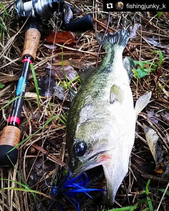 StCroix_Japan's tweet photo. #Repost @fishingjunky_k with @get_repost
・・・
.
.
夏っぽいエリアで釣れた😓
.
ますます迷宮入りなブラックバス。
.
.
あとは巻いてみます。
.
1/2UKジグ×パワーバルキーラトルホッグ
.
#bassfishing
#stcroix #stcroixrod #stcroixjapan #セントクロイ #bassx #バスX https://t.co/vpziKD917e