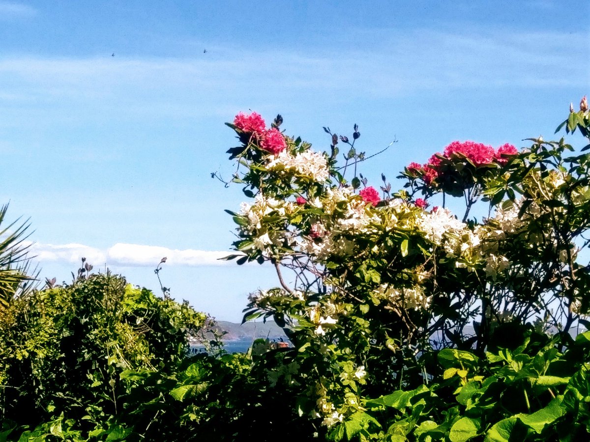 ☀🌴Jenny Henderson 🎶 tweet media