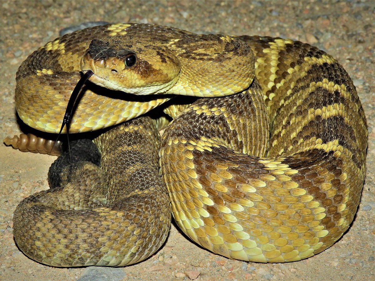 _ArizonaAdam's tweet image. Snake season is here! Need to get out and do some herping. #herping #arizona #snakes #aaoutdoors