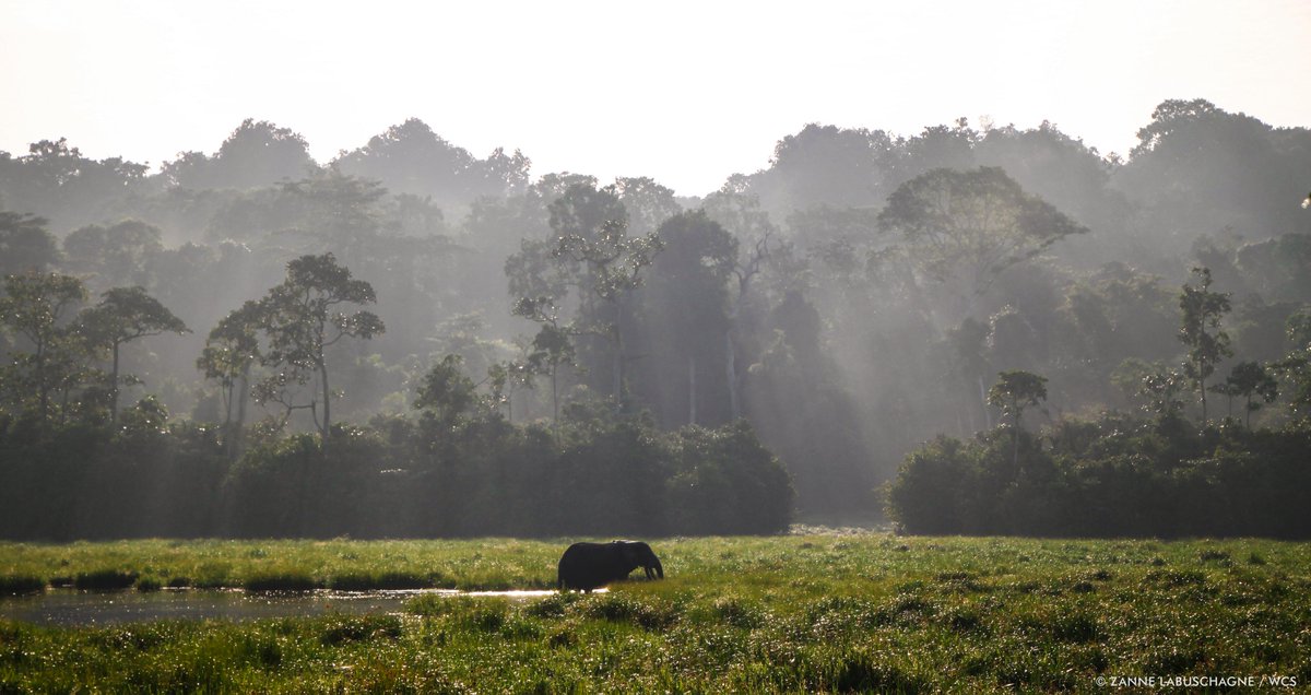 96 Elephants tweet media