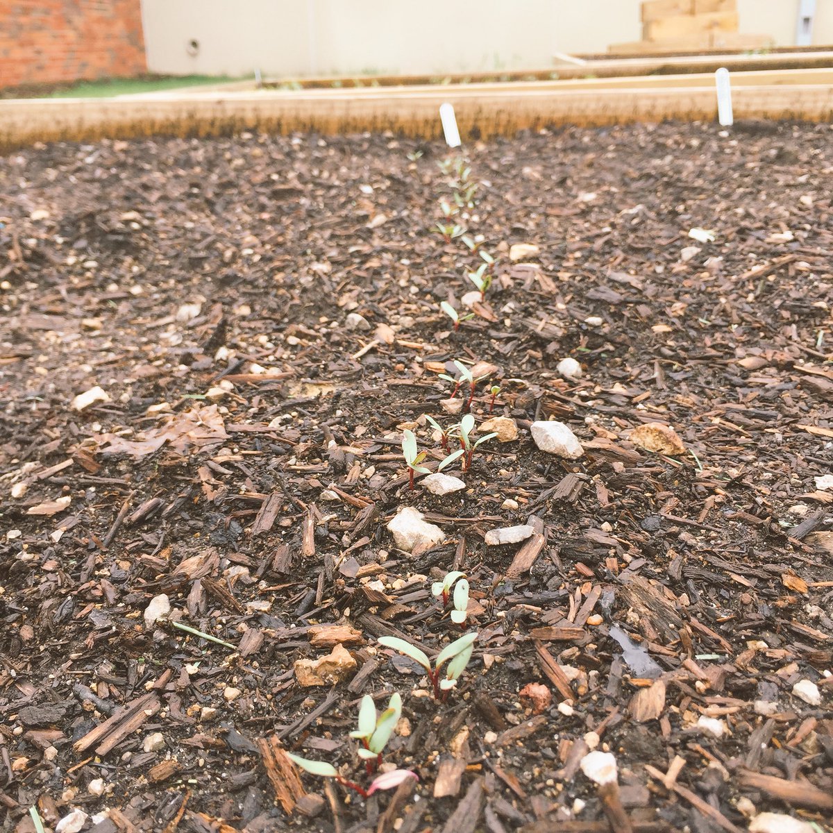 Growth in the garden beds! A little rain, warmth, and sunshine made a world of difference last week. We’re seeing some summer squash, beans, basil, radishes, beats, lettuce, and tomatoes so far.