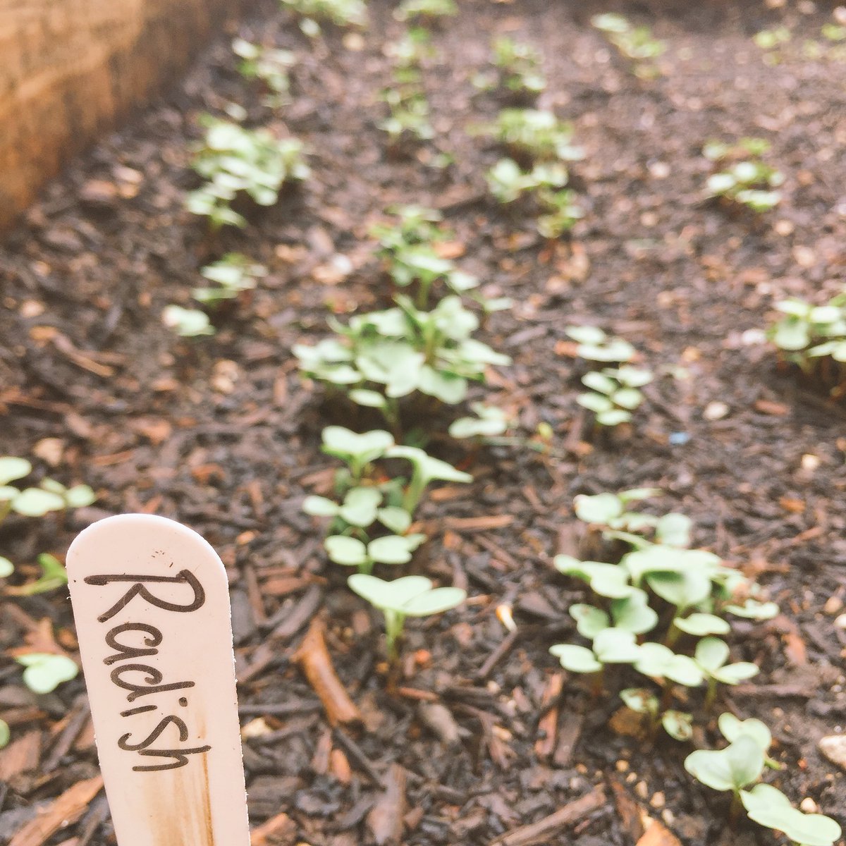 ThePirateCollab's tweet photo. Growth in the garden beds! A little rain, warmth, and sunshine made a world of difference last week. We’re seeing some summer squash, beans, basil, radishes, beats, lettuce, and tomatoes so far. https://t.co/Q853h0TNFs