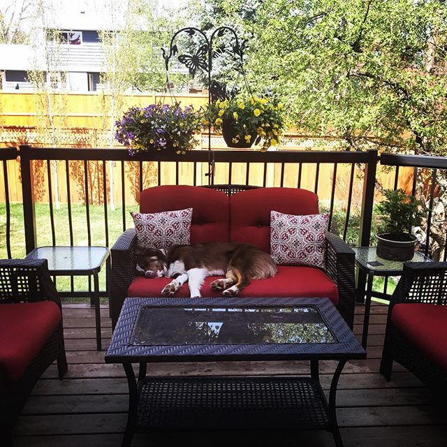 MPMWilson's tweet photo. #springtime #siesta for our (not so little) pup, Bourbon #dogsofinstagram #8monthsold #growingsofast #bordercollie #australianshepherd #mix https://t.co/CNvZnSvtXb https://t.co/XuBn6xS5nj https://t.co/SYsLaKfqae