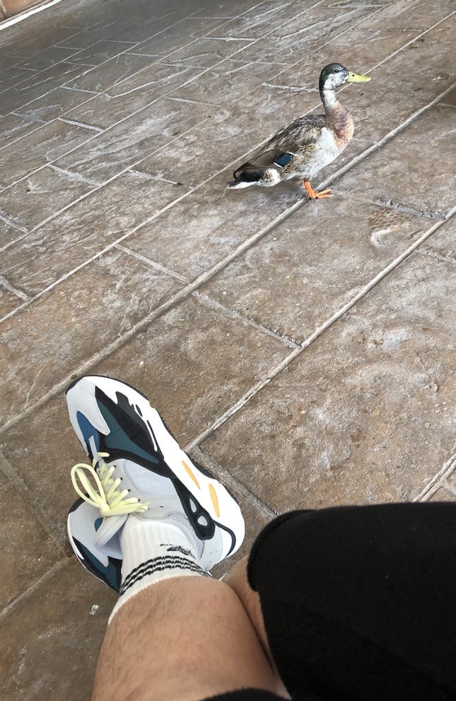 Real_Bon_Vivant's tweet photo. My @adidas Wave Runner 700s match this mallard and now my mind is blown and I can’t unsee it.  🤯     🌊 🏃    🦆 https://t.co/sopBcgoet0