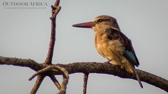 SOASafaris's tweet photo. #MondayBirdDay - Check out this adorable little Brown-Hooded King Fisher in Hluhluwe Game Reserve! - March 2018
.
Spotted on safari with Outdoor Africa
https://t.co/6IyfG6HUZC
.
#birdsofSouthAfrica #birdingSouthAfrica #birdsofSA #birdingSA #birding #O… https://t.co/63nInvpKuA https://t.co/PYlzmSBHtQ