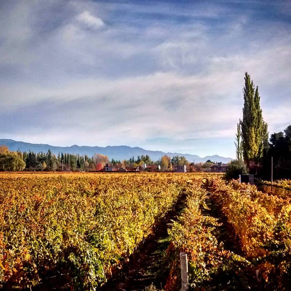 bodegagieco's tweet photo. #otoño en #bodegagieco 
#giorgiogieco #otoñoenmendoza https://t.co/4jE1IDbjJh