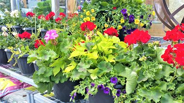 RCNurseryGuelph's tweet photo. Hanging planters filled with vivid, lush annuals spilling over the edge and blooming with abundant fragrant flowers, bringing life and colour to every corner of your outdoor living space make you happy? Sorry was that too much? #hangingplanters #customplanters #annualplanters https://t.co/RLujBpEAwx