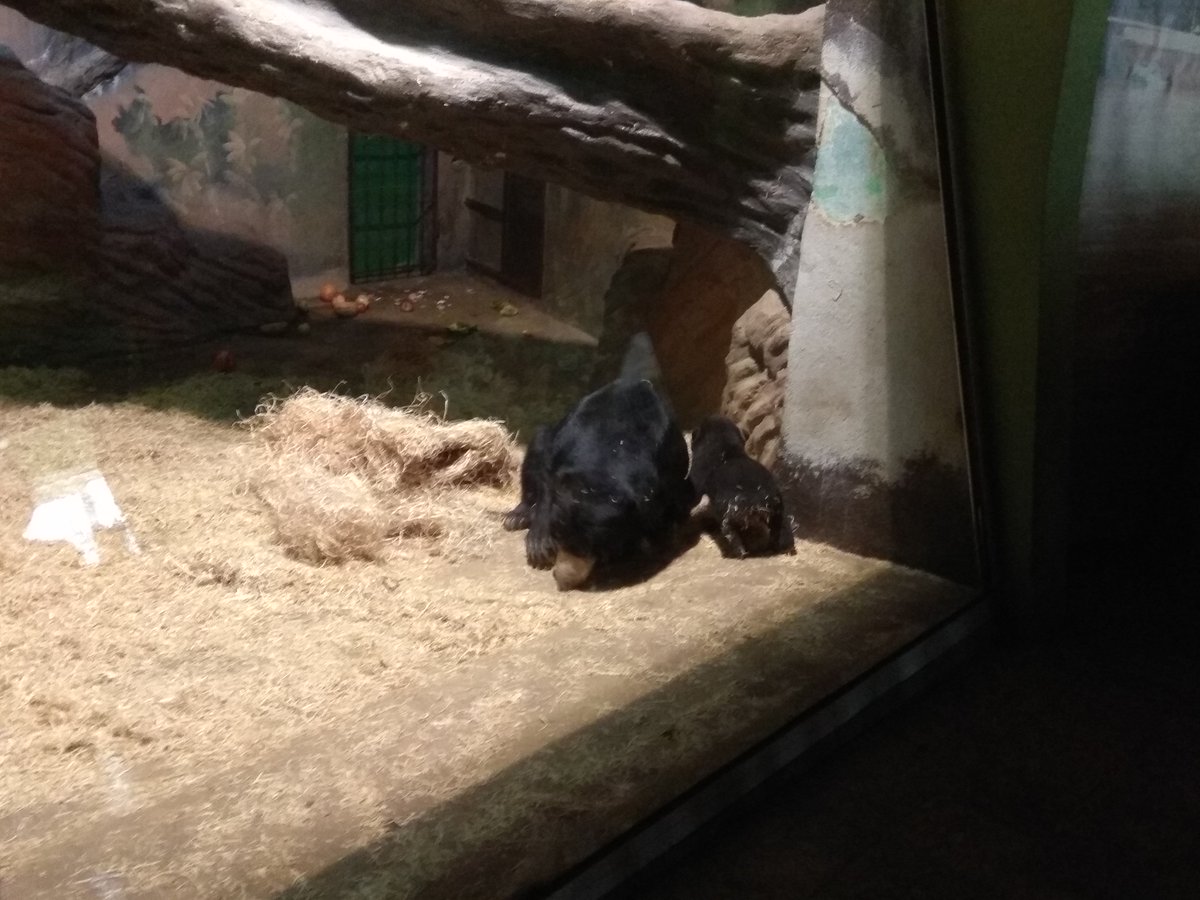 ZOO_Usti's tweet photo. Malý medvídek se už začíná čile pohybovat ve vnitřním výběhu! 🐻 Zatímco máma si hraje s dřevitou vlnou, on sleduje!
#zoousti #zooustinadlabem #zoo_usti #medvedmalajsky #mladata #zoo #fotovesela # https://t.co/mN95ScsLhX
