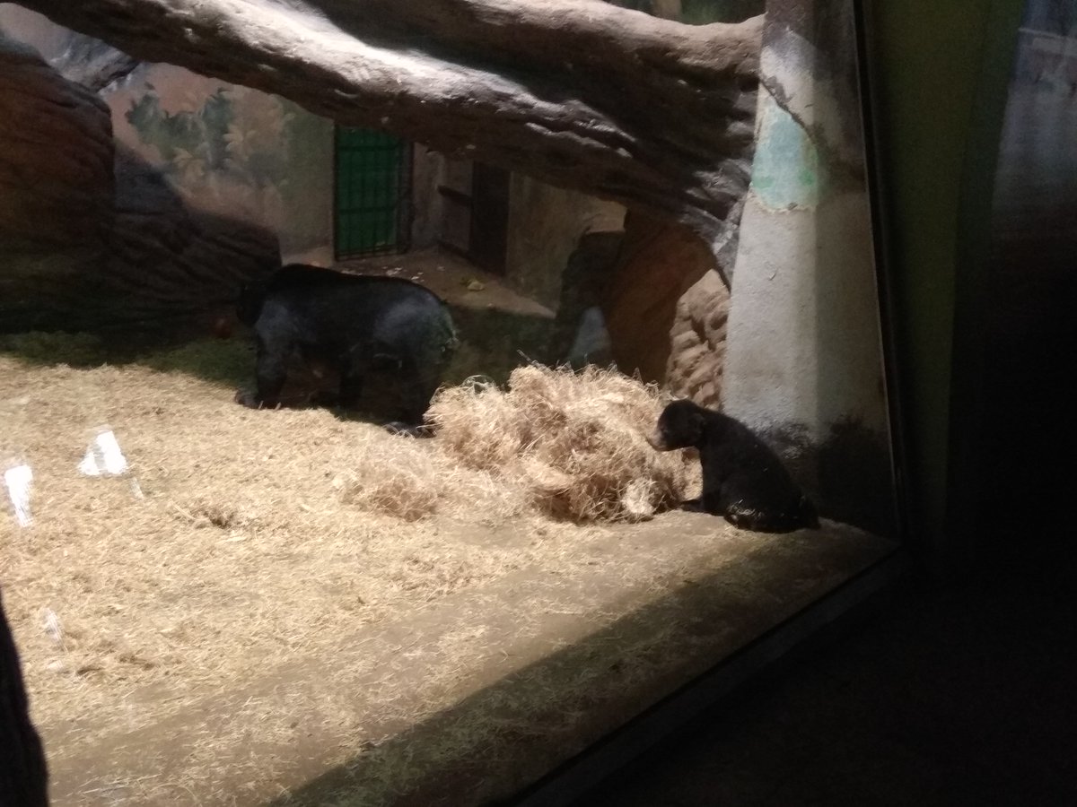 ZOO_Usti's tweet photo. Malý medvídek se už začíná čile pohybovat ve vnitřním výběhu! 🐻 Zatímco máma si hraje s dřevitou vlnou, on sleduje!
#zoousti #zooustinadlabem #zoo_usti #medvedmalajsky #mladata #zoo #fotovesela # https://t.co/mN95ScsLhX