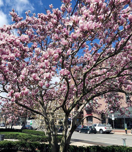 PhotographyMode's tweet photo. Reposting @platinum_hippie: - via @Crowdfire 
Could look at this tree everyday 💕👓👀 https://t.co/KTcs7Kssoh