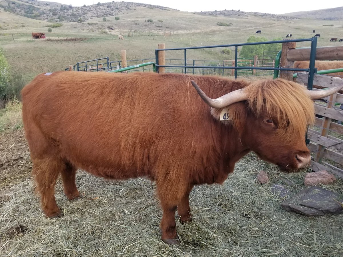ESTROTECT's tweet image. This great photo from American Highlands Ranch is giving us some serious #MondayMotivation!

Cadence looking great with her ESTROTECT Heat Detector!