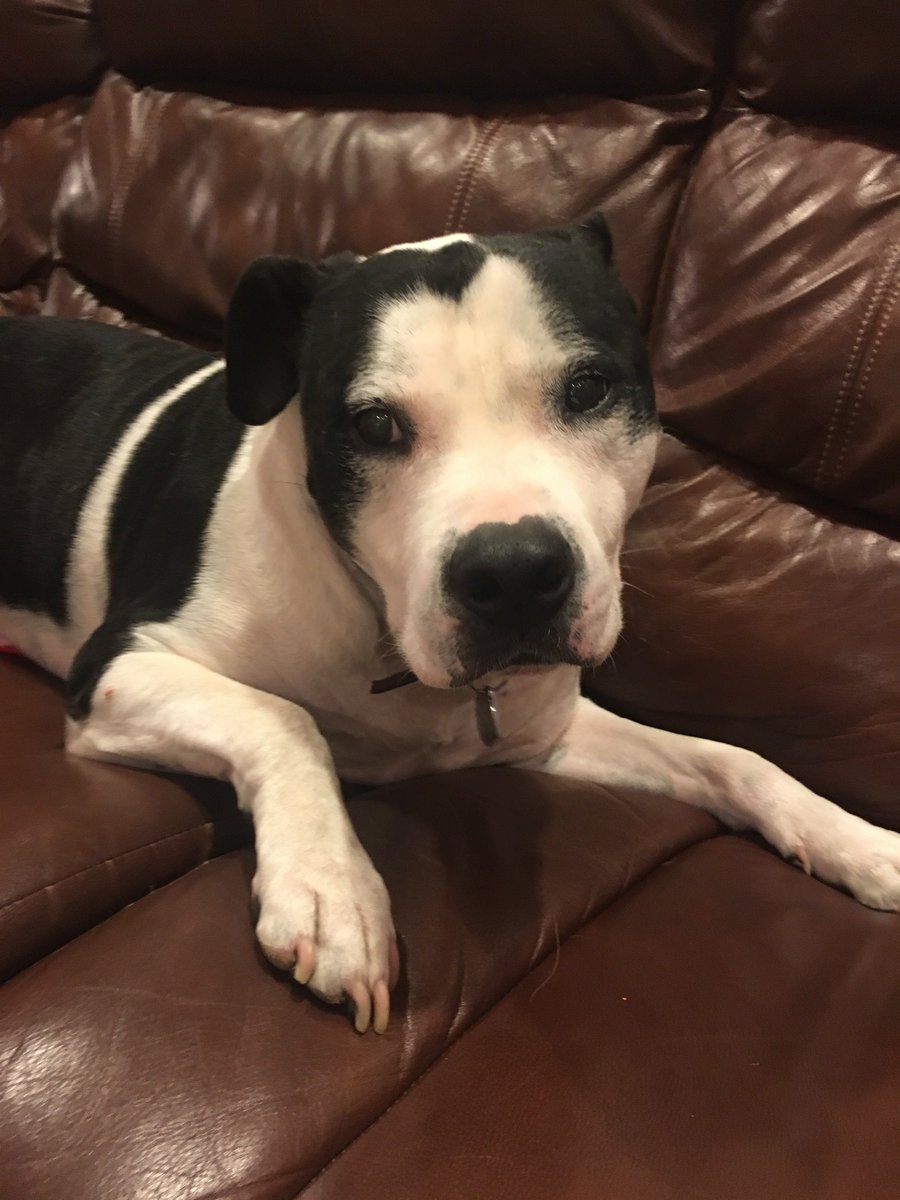 TLRead's tweet photo. Never have I ever hated a hashtag more in my life #PitbullDropOff 
The only time they've ever hurt someone is from wagging their tails too passionately #PitbullAdvocate https://t.co/JrUmmeWbSg