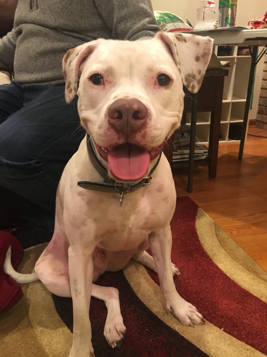 TLRead's tweet photo. Never have I ever hated a hashtag more in my life #PitbullDropOff 
The only time they've ever hurt someone is from wagging their tails too passionately #PitbullAdvocate https://t.co/JrUmmeWbSg
