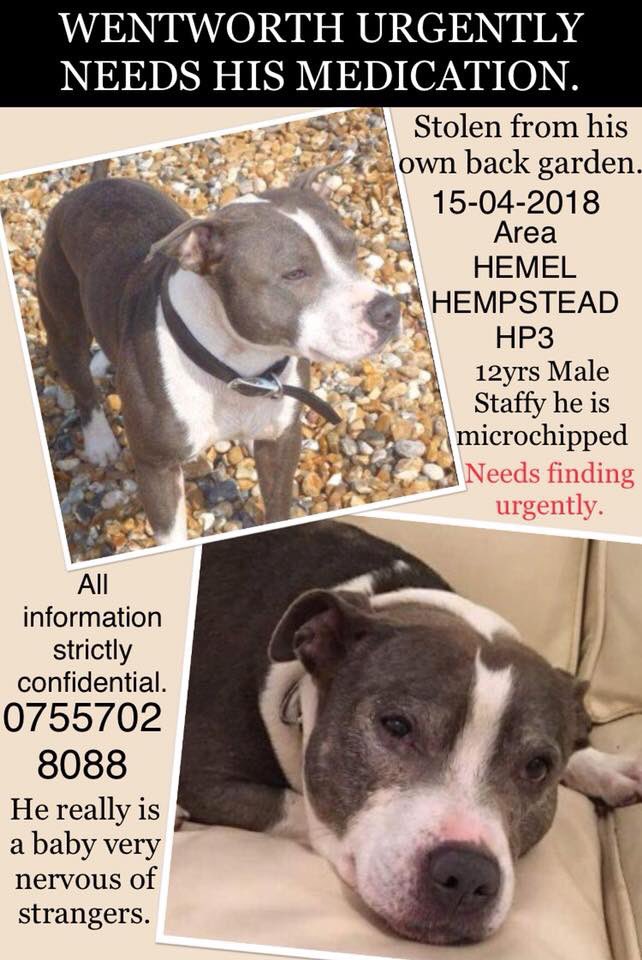 FindWentworth's tweet photo. Hereβs some posters people can use during the Twitter Storm at 8pm for #Wentworth #stolen from #HemelHempstead
2 women were seen #stealing him π‘π
Letβs tweet to get him #viral and #TooHotToHandleUK
#findstolenwentworth https://t.co/fSsl2PtQu8