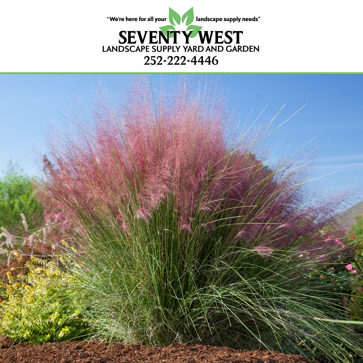 WestSeventy's tweet photo. If you are searching for something unique to plant in your yard this summer, such as #MuhlyGrass, then be sure to visit us here at #SeventyWest #LandscapeSupply. We pride ourselves on taking care of all your #yard and #landscape supply needs right here in #CarteretCounty. https://t.co/Dkzq3zFhfI