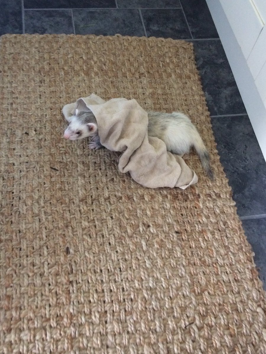 SocksTheNoodle's tweet photo. I got the kitchen towel. #MineNow #FerretRules https://t.co/QlpyQzsKaO