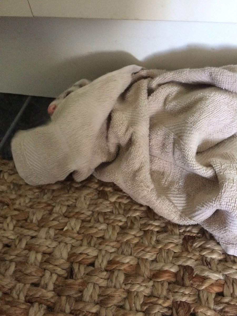 SocksTheNoodle's tweet photo. I got the kitchen towel. #MineNow #FerretRules https://t.co/QlpyQzsKaO