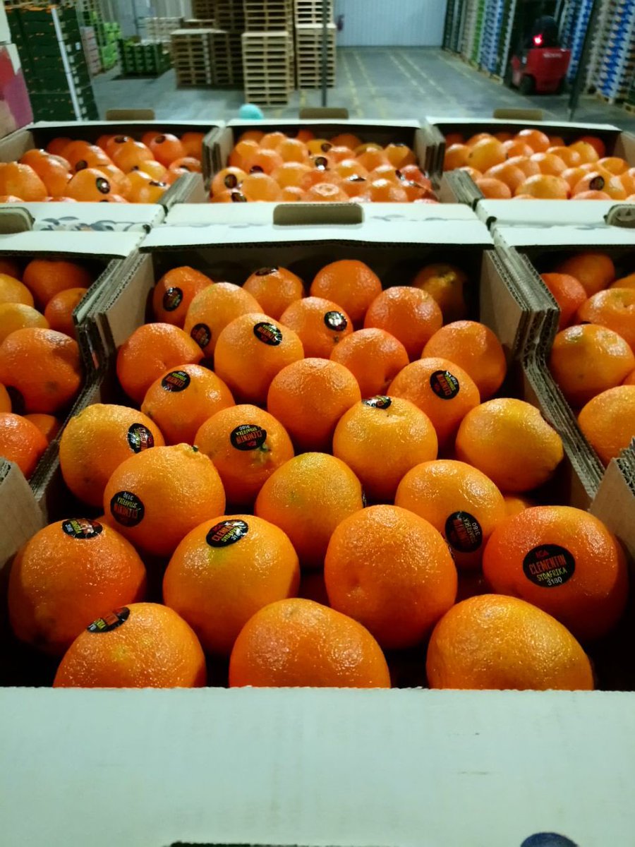 MoutonCitrus's tweet photo. Clementine season! First arrival to customers worldwide this week. @Summer_Citrus_ #consumerpreferred #convenience #citrus #taste https://t.co/4eFUjNXPWN