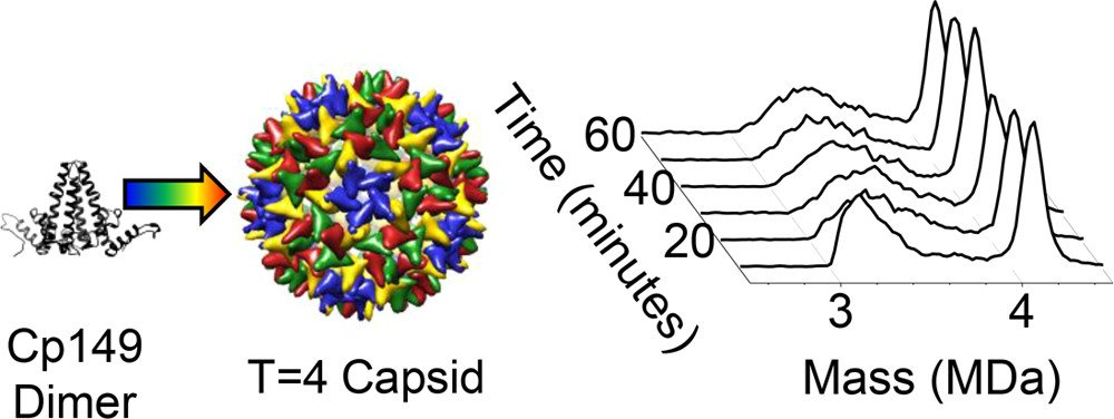 J_A_C_S's tweet image. &quot;Real-Time Tracking of Capsid Assembly&quot; ~ Read the #JACSSpotlight (acspubs.co/grem30jXcwB) and the related article to see how Jarrold, Zlotnick, and co-workers monitor hepatitis B virus capsid assembly in real time.  acspubs.co/Y1PW30jXcwC