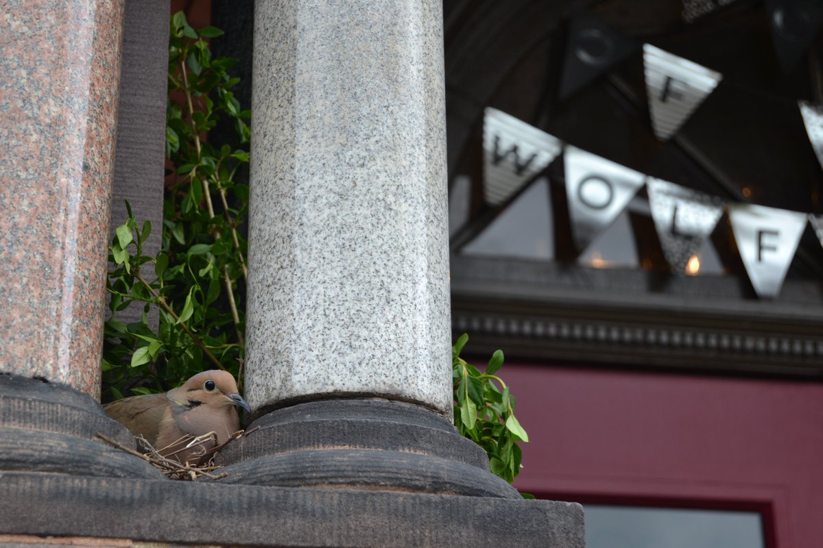 GillinghamCS's tweet image. A friendly neighbor was spotted today! A mother dove... and she has two eggs!