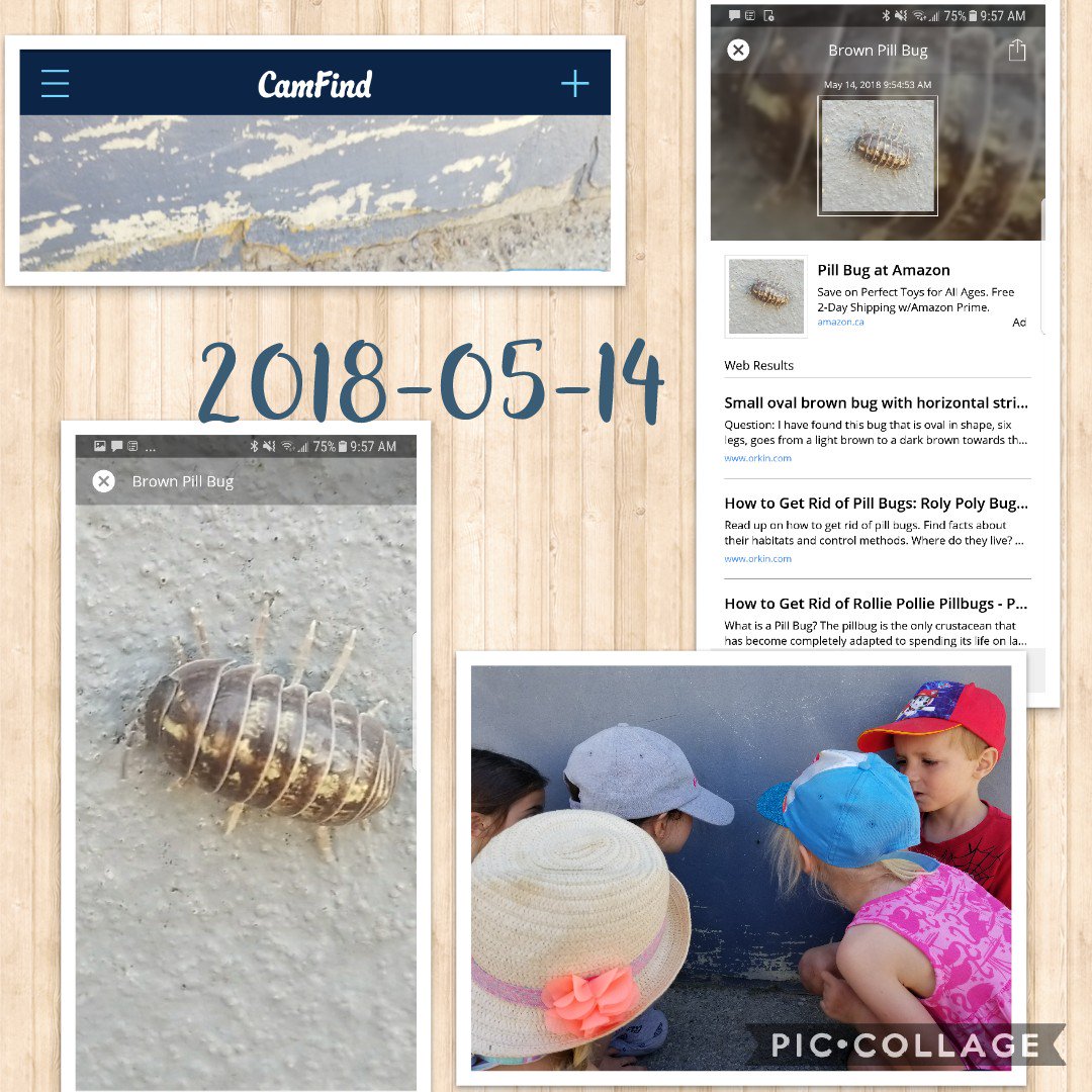 anhk146's tweet photo. When you are not sure of the name of the bug you look it up. #camfind #technology #outdoorlearning https://t.co/Nb4a0LQjm9