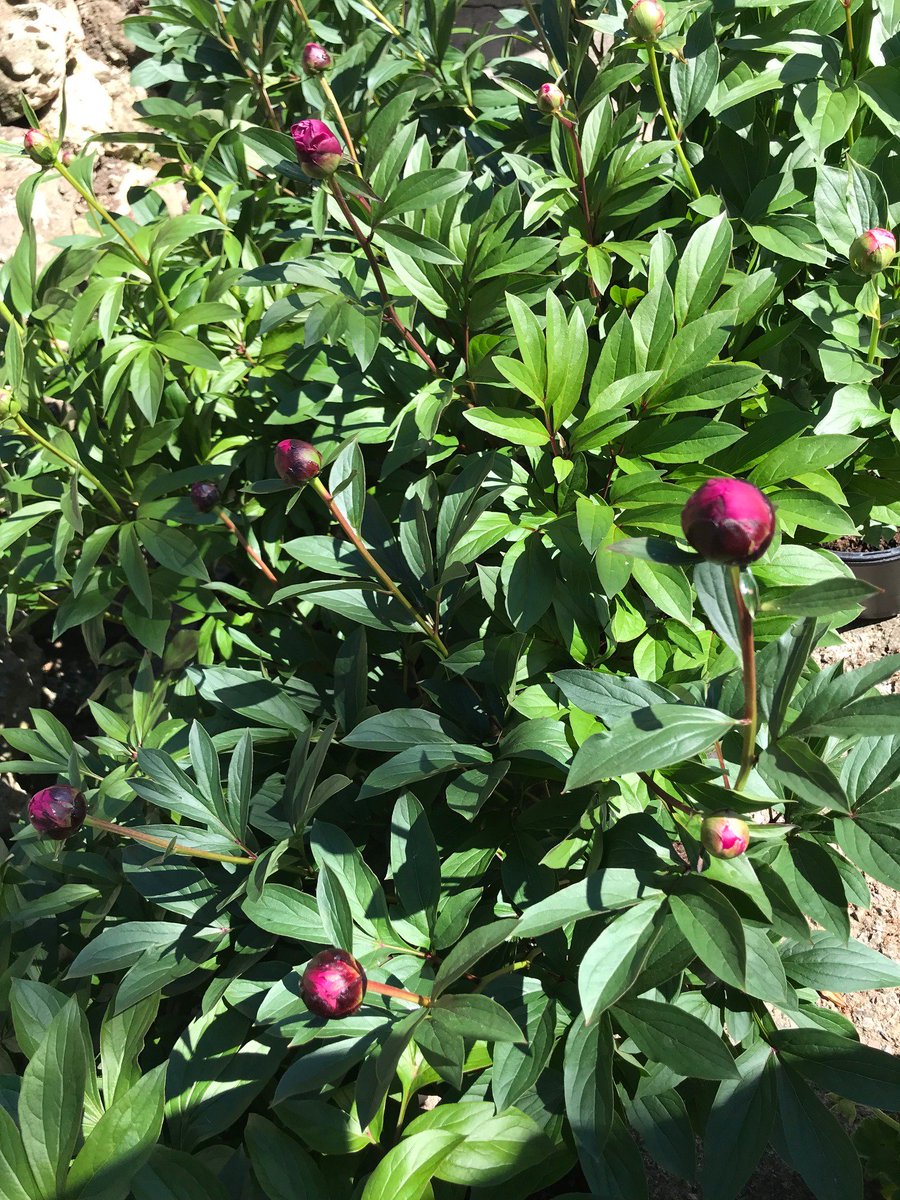 With a great looking forecast and a lot of willpower these should be just perfect for the show #RHSChelsea2018 #planting