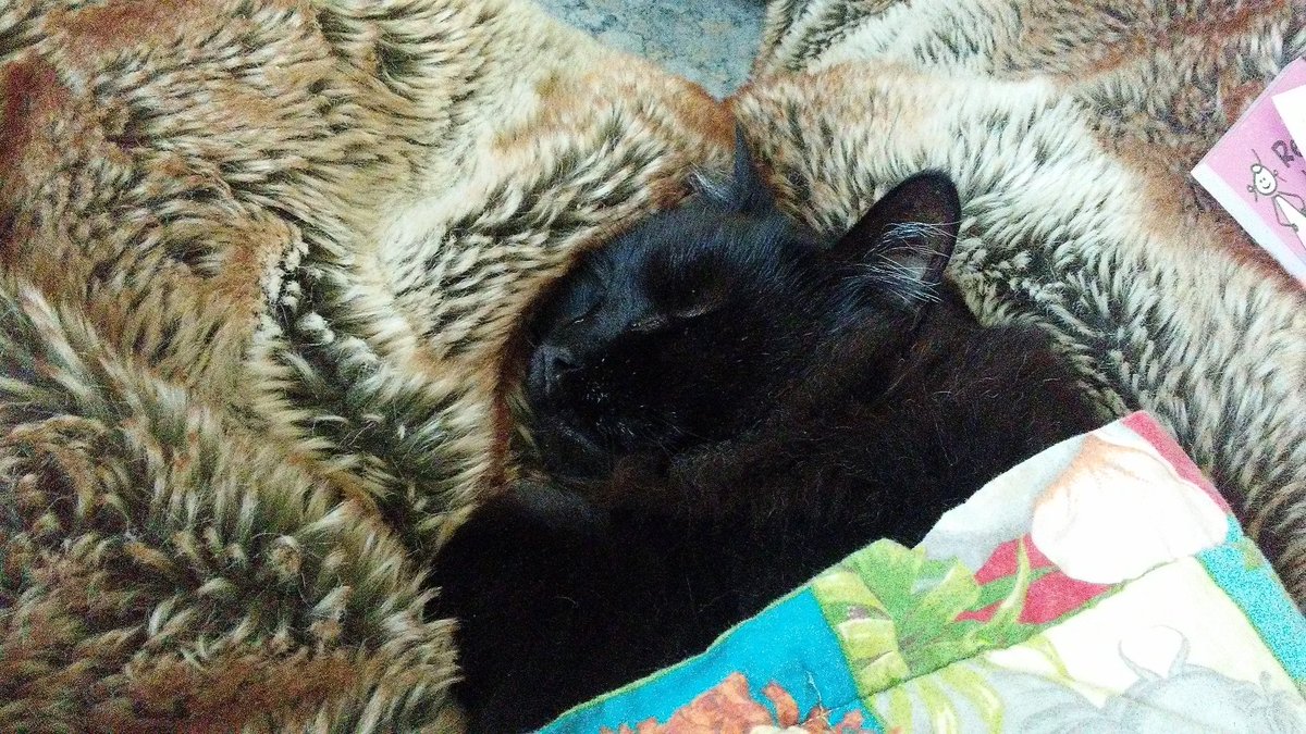 dmchenail's tweet photo. Guinness managed to snuggle between blankets for full on comfort. That is one cozy kitty! #catlover #toocomfytomove https://t.co/DtKbCJrl8I