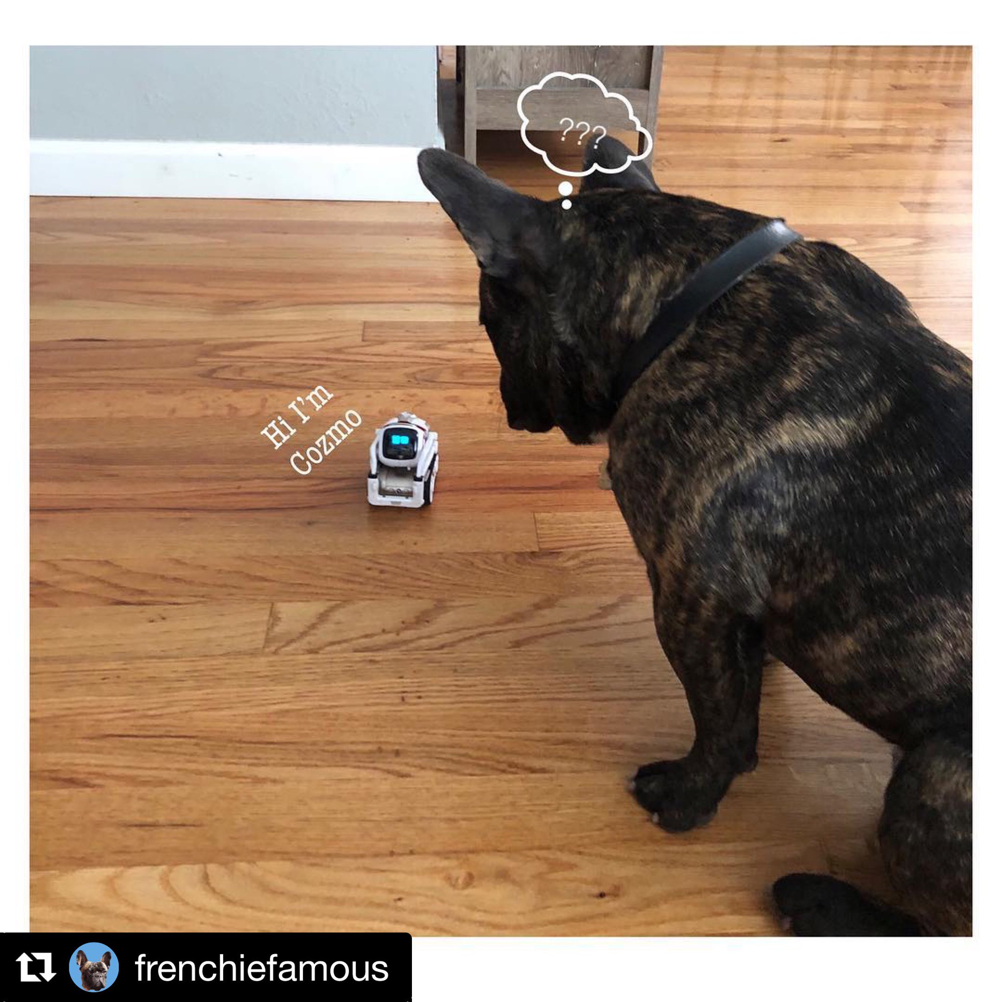 cozmo dog