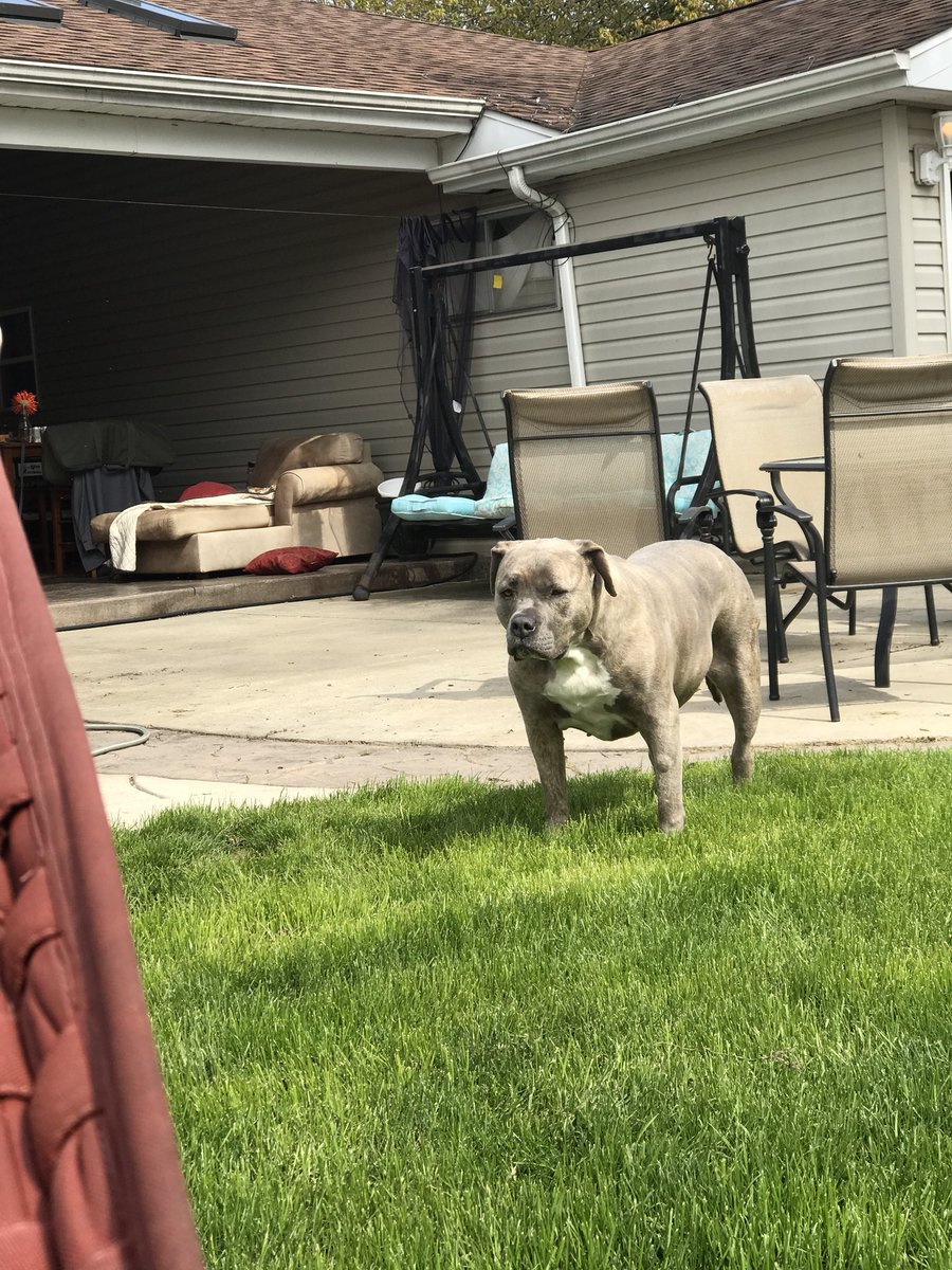 HannahHschroth's tweet photo. I️ love my sweet pitbull baby #savethepits https://t.co/UGDbsZV3wu