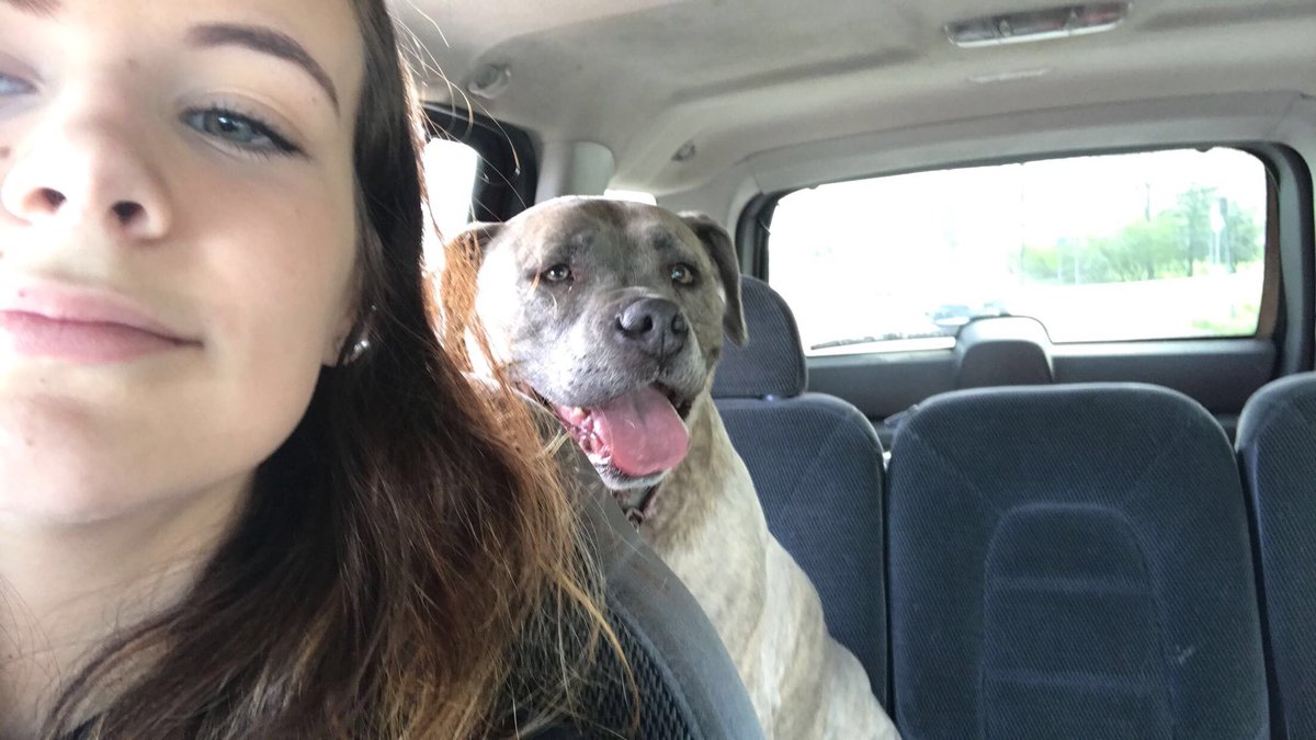 HannahHschroth's tweet photo. I️ love my sweet pitbull baby #savethepits https://t.co/UGDbsZV3wu